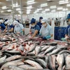 2022年越南查鱼出口额预计达24亿美元 刷新历史最高水平