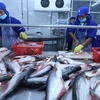 160家越南企业获准向中国出口查鱼