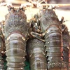 庆和省每天出口数百吨龙虾 