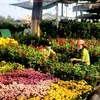 越南得乐省花卉市场“年味”浓