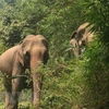 广南省大象群保护区及其栖息地确保大象群食物来源充足