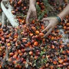 马来西亚和印度尼西亚讨论原棕油基准价格