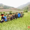 越南军队与边境人民同心协力