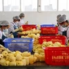越南农产品出口企业获向中国出口的企业注册编号435个