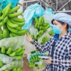 越南火龙果、香蕉和榴莲的出口潜力巨大