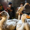 柬埔寨卫生部：H5N1禽流感疫情已得到控制