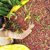采取有力措施 切实提高越南咖啡的价值
