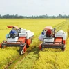九龙江三角洲水稻研究所将复壮季节特产水稻品种