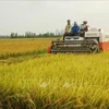 挪威为越南培育可适应气候变化的优质杂交水稻新品种提供资金支持 