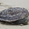 越南承天顺化省将一只体重近100公斤的榄蠵龟放归大海