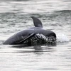 柬埔寨努力拯救“大灭绝”边缘的伊河海豚