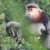 越南： 需要保护富安省的珍稀灰腿白臀叶猴