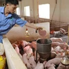 越南畜牧业的循环经济：机遇与挑战