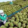 越南反季节榴莲在中国市场颇受欢迎