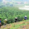 今年年初至今越南全国人工造林3.87万公顷
