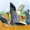 同塔省积极保护和发展赤颈鹤