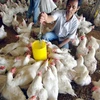 印尼首次对新加坡出口活鸡