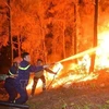 越南政府总理发文指示加强森林防火应急措施