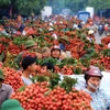越南力争将荔枝销往美国市场