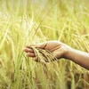 因受厄尔尼诺现象的影响 泰国大米产量可下降6%