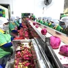陈青南副部长：建立可持续的越中农产品供应链