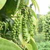 越南胡椒出口量同比增长30%