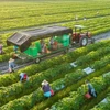 绿色循环生产推动越南农产品走向世界