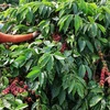 越南建设无毁林的咖啡生产供应链模式