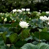 河内市的莲花池颇受人们的喜爱 