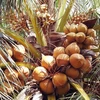 越南积极促进椰子产业的可持续发展