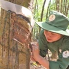 越南与老挝合作提高橡胶质量