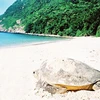 昆岛是越南及地区乃至世界重要的海龟保护区