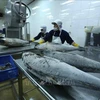 越南金枪鱼出口年底将迎来增长