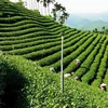 印度尼西亚企业向越南出口首批乌龙茶