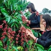 越南在无毁林的咖啡生产活动中加强助农工作