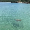 广宁省姑苏海域发现珍稀海龟