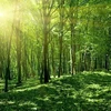 《关于森林和土地利用的格拉斯哥领导人宣言》实施计划获批