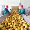 越南积极推进农产品精深加工全链条建设 