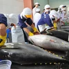 越南对韩国的金枪鱼出口总额同比增加三倍