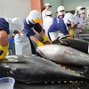 越南对美国和欧盟的金枪鱼出口额回升