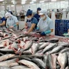 美国仍是越南查鱼的主要出口市场之一