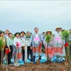 芹苴市种植1000棵海桑树 防止河岸侵蚀和坍塌