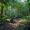 越南出售森林碳信用额获4100万美元的国际资金