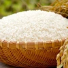 越南稻谷大米价格继续呈现增长势头