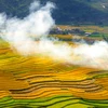 越南安沛省木江界梯田进入收割季节 风景美如画 
