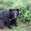 越南熊救护中心落户白马国家公园