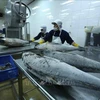 金枪鱼位列越南水产品出口额前三名
