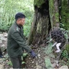 河江省：将一只稀有红脸猴成功放归森林