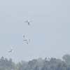 平定省发现5只被列入越南濒危动物红皮书的皇家琵鹭
