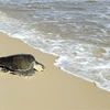 广治省昏果岛保护区管理委员会及时解救一只40公斤的珍稀海龟